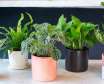 آشنایی با رایج ترین مشکلات گل و گیاهان آپارتمانی