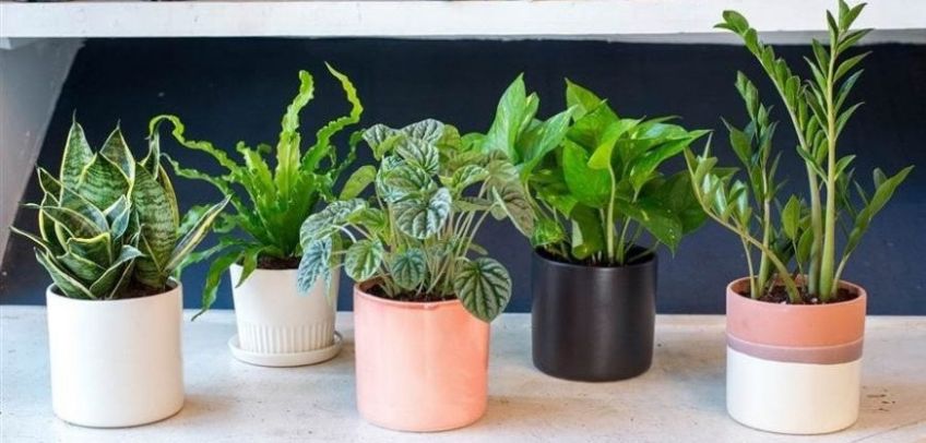 آشنایی با رایج ترین مشکلات گل و گیاهان آپارتمانی