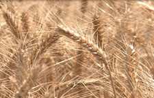 اولین واردات گندم به ایران در چهاردهم آذرماه