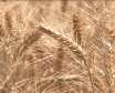 اولین واردات گندم به ایران در چهاردهم آذرماه