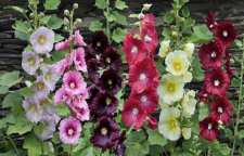 با خواص شگفت انگیز گل ختمی آشنا شویم