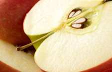 آیا خوردن هسته بعضی میوه ها همچون سیب خطرناک است