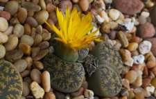 معرفی لیتوپس معروف به کاکتوس سنگی