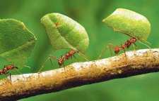 شعر زیبا و آموزنده مور و حضرت سلیمان از شاعر معاصر پروین اعتصامی