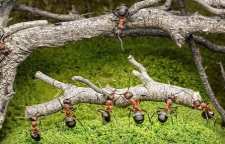 داستان فرمانروای مورچگان و حضرت سلیمان در سوره نمل از سری داستان های قرآنی