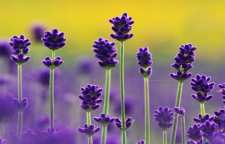 روش تهیه نوشیدنی دمنوش اسطوخودوس و نعناع