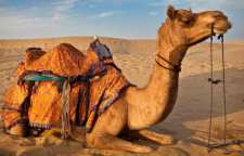 درباره زندگی انواع شتر ها و خصوصیات آن ها