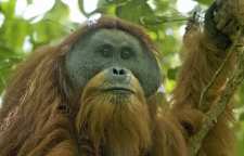 اورانگوتان ها چگونه حیواناتی هستند
