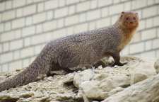 موش خرما یا خدنگ را بهتر بشناسید