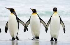 زندگی جالب انگیز پنگوئن ها