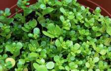 با خواص خرفه آشنا شویم