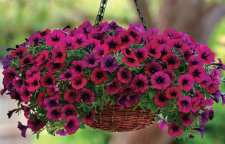 معرفی گل زیبای اطلسی