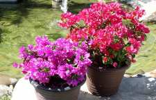 آشنایی با گیاه رونده آپارتمانی گل کاغذی