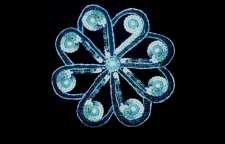 تاریخچه ده یک دوزی