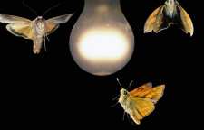 چرا حشرات دور نور جمع می شوند