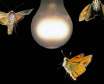 چرا حشرات دور نور جمع می شوند