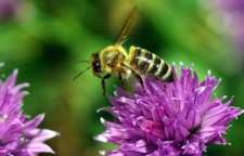 اهمیت گرده افشانی زنبور عسل