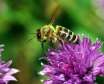 اهمیت گرده افشانی زنبور عسل