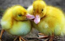 آیا حیوانات با هم صحبت می کنند