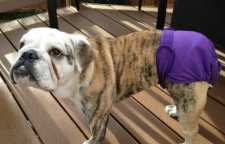 آیا حیوانات هم پریود می شوند