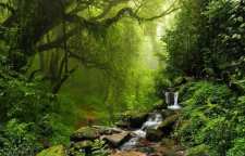 جنگل بارانی چیست