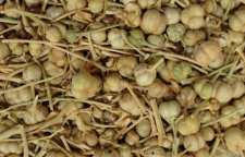 اسپند به غیر از چشم زخم دارای خواص دارویی بسیاری است