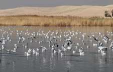 تالاب عشق آباد تهران