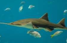 اره ماهی آبزی درحال انقراض