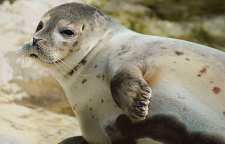 دانستنی های جالب و خواندنی درباره فک دریایی