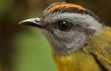 چرا منقار پرندگان فرق دارد