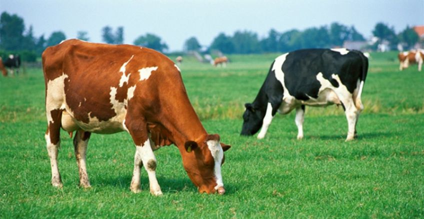 چرا گاو نشخوار می کند