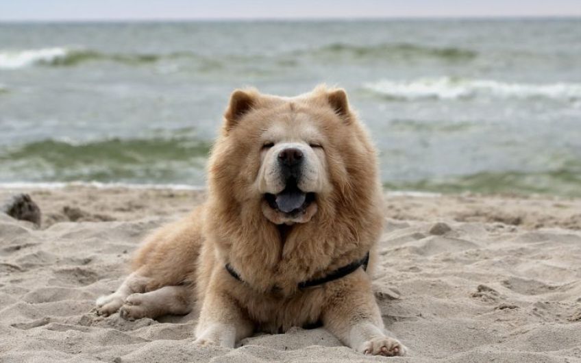 سگ چاو چاو سگی شبیه به شیر با زبانی به رنگ آبی