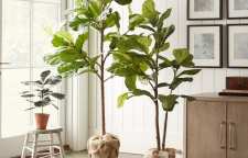 معرفی گیاه فیکوس افریقایی معروف به برگ ویلونی