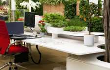 آشنایی با گیاهان مناسب محل کار