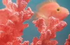 رنگ سال 2019 و عید 98 چیست