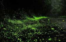 چرا کرم شب تاب می درخشد