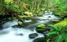 شعر نو چشمه و سنگ از نیما یوشیج شاعر معاصر