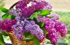 معرفی گل یاس بنفش خوشه ای