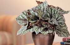 آشنایی با گل بگونیا رکس برگی