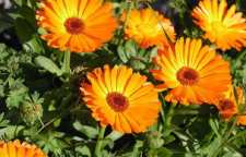 برای کاهش استرس از تنباکوی کوهی استفاده کنید