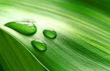 شبنم چیست و چگونه تشکیل می شود