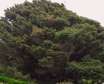 تنهاترین درخت جهان در جزیره کمپبل در جنوب نیوزلند