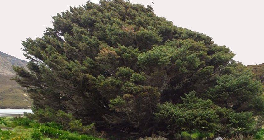 تنهاترین درخت جهان در جزیره کمپبل در جنوب نیوزلند