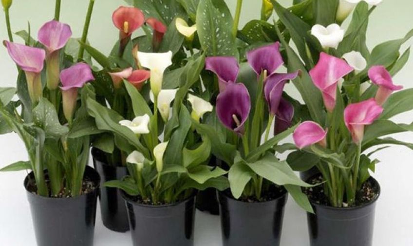 آشنایی با روش نگهداری گل شیپوری در آپارتمان