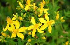 گل راعی مناسب برای درمان افسردگی