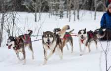 اسکیمو ها چطور زندگی می کنند