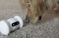 رباتی برای سرگرم کردن حیوانات خانگی ساخته شد