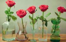 چگونه گیاهان زینتی را در آب پرورش دهیم