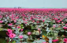 دریاچه نونگ هان کومفاواپی تایلند دریاچه های نیلوفر صورتی و قرمز