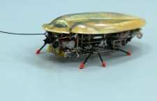 ربات های سوسکی چگونه هستند و چه کاربردی دارند